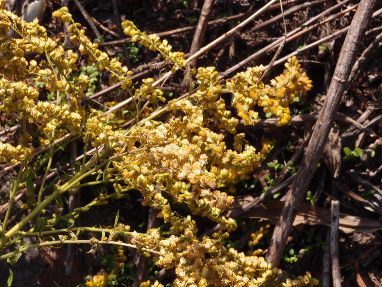 2019-10-14 Spatzen am Heckmannufer (Fieldrecording Video)